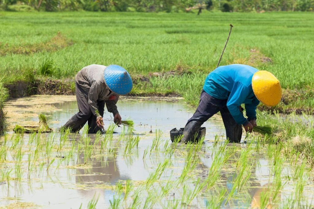 Rice-farme